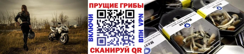 дарнет шоп  Мегион  Псилоцибиновые грибы Psilocybe 